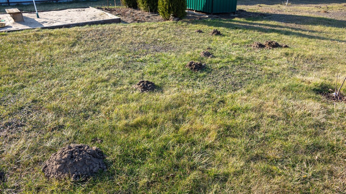 Krtičnjak