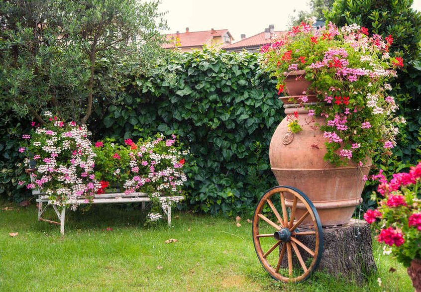 Tradycyjne w ogródkach pelargonie pochodzą z Afryki