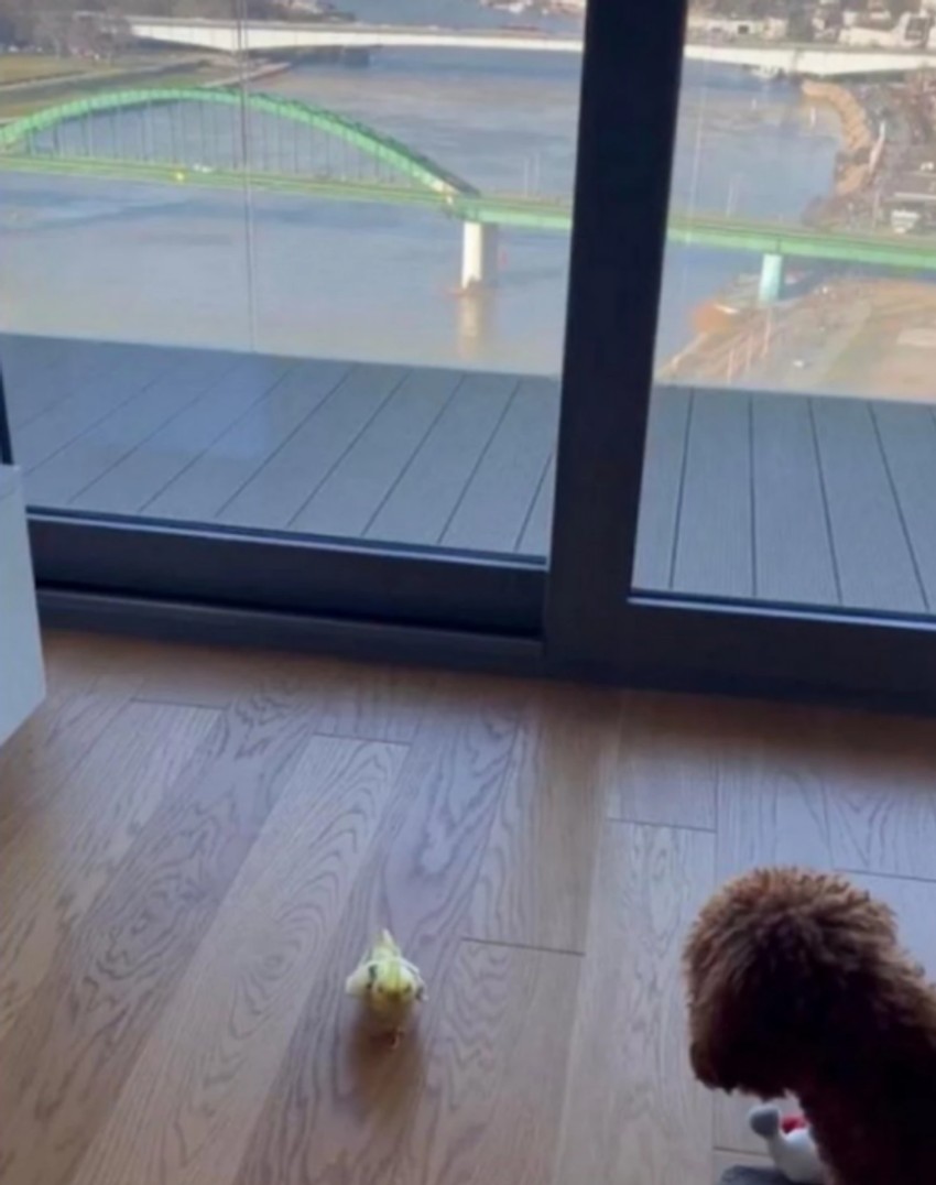 Dom Đokovića u Beogradu