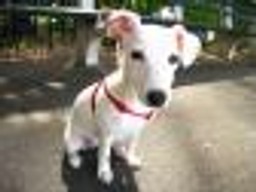 Nie sprzątasz po swoim psie? Spółdzielnia pobierze opłatę