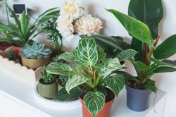 Te rośliny warto mieć w domu. Przyciągają miłość i piękno