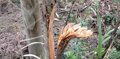 Ktoś zniszczył ponad 400 młodych drzew. Niespotykany akt wandalizmu