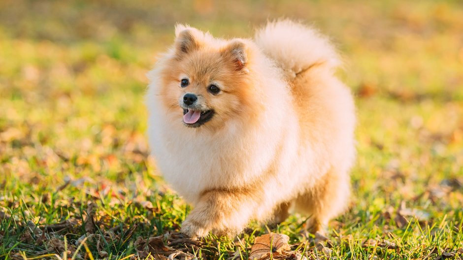 Pomeranian - Grigory Bruev/stock.adobe.com