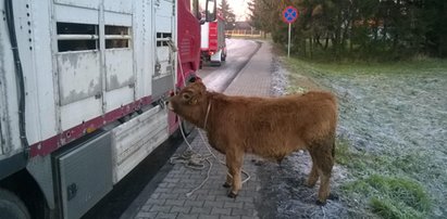 Wielka ucieczka byków. Ganiała je cała wieś