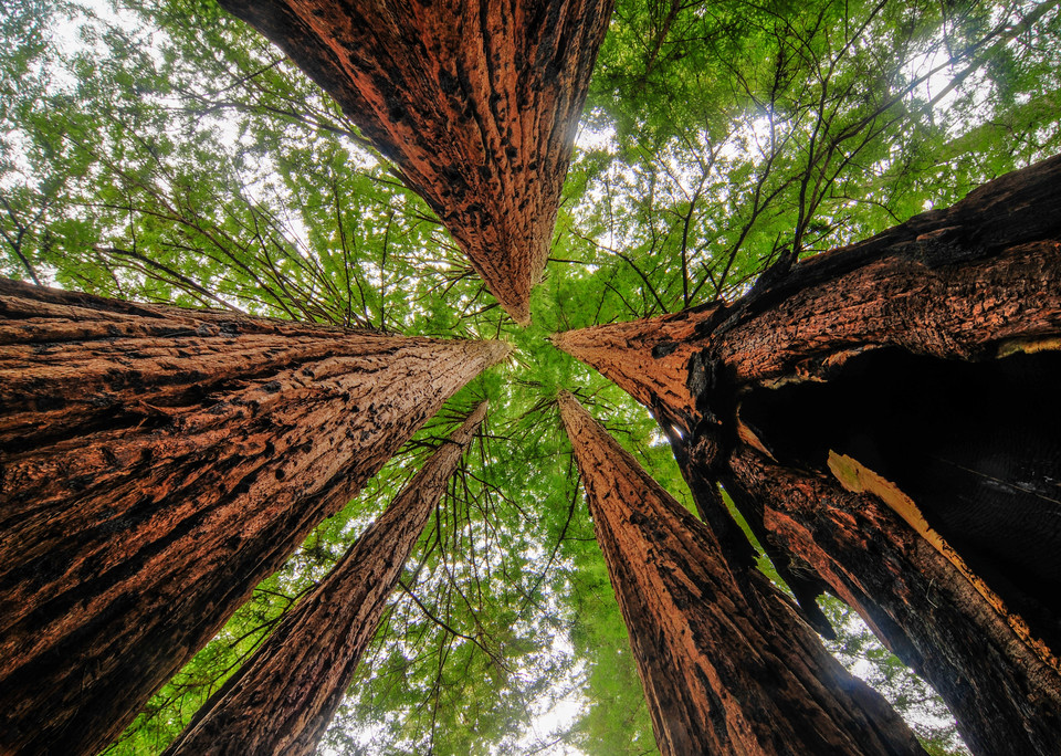 Park Narodowy Sekwoi (Sequoia National Park), Kalifornia, USA