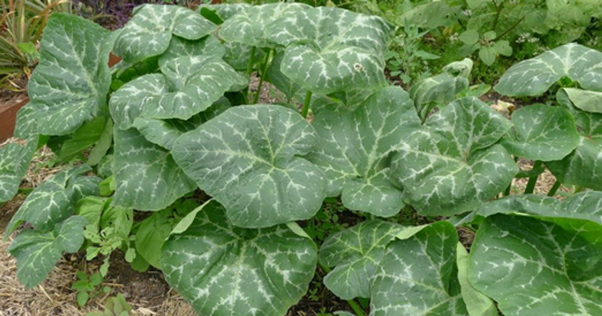 pumpkin-leaf-the-health-benefits-of-this-plant-are-unbelievable