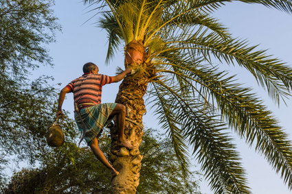 Dlaczego olej palmowy jest tak tani? To kontrowersyjny biznes