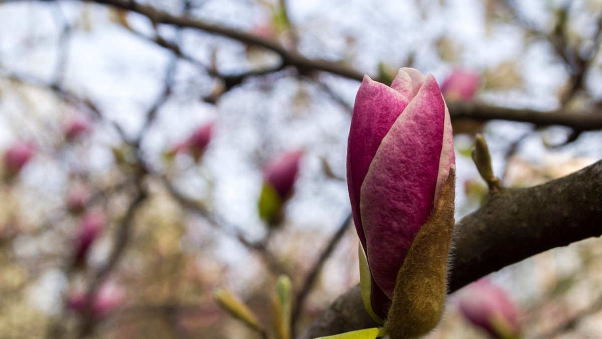 Nalewka z magnolii to hit. Wystarczą cztery kwiaty