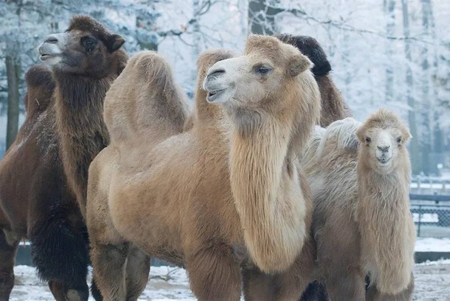 Wielbłądy w krakowskim zoo