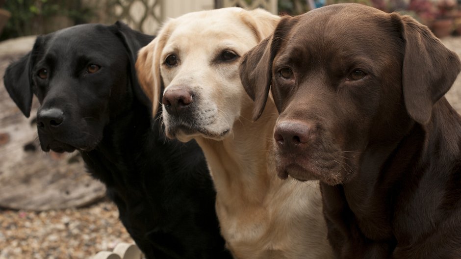 Średnia długość życia labradorów może być uzależniona od ich umaszczenia