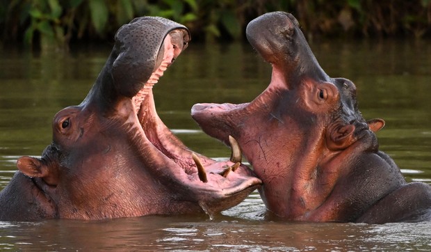 U Kolumbiji trenutno živi oko 200 nilskih konja, prema naučnim procenama | Foto: AFP vía Getty Images