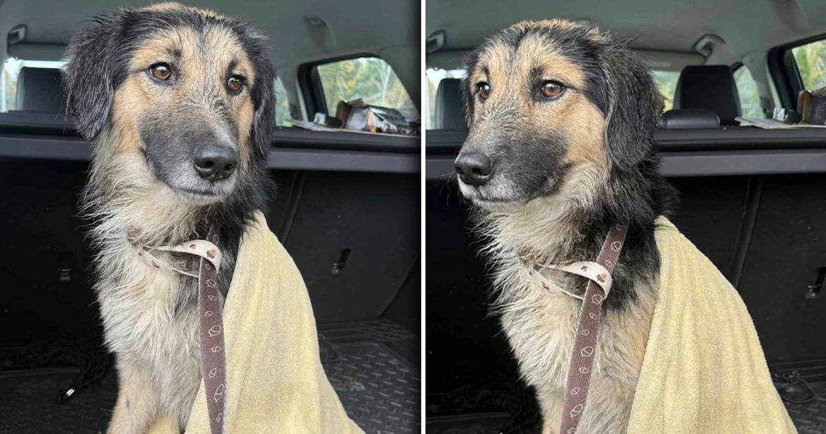 Wystraszony pies nagle wskoczył do Wisły. Dzień później wydarzył się cud