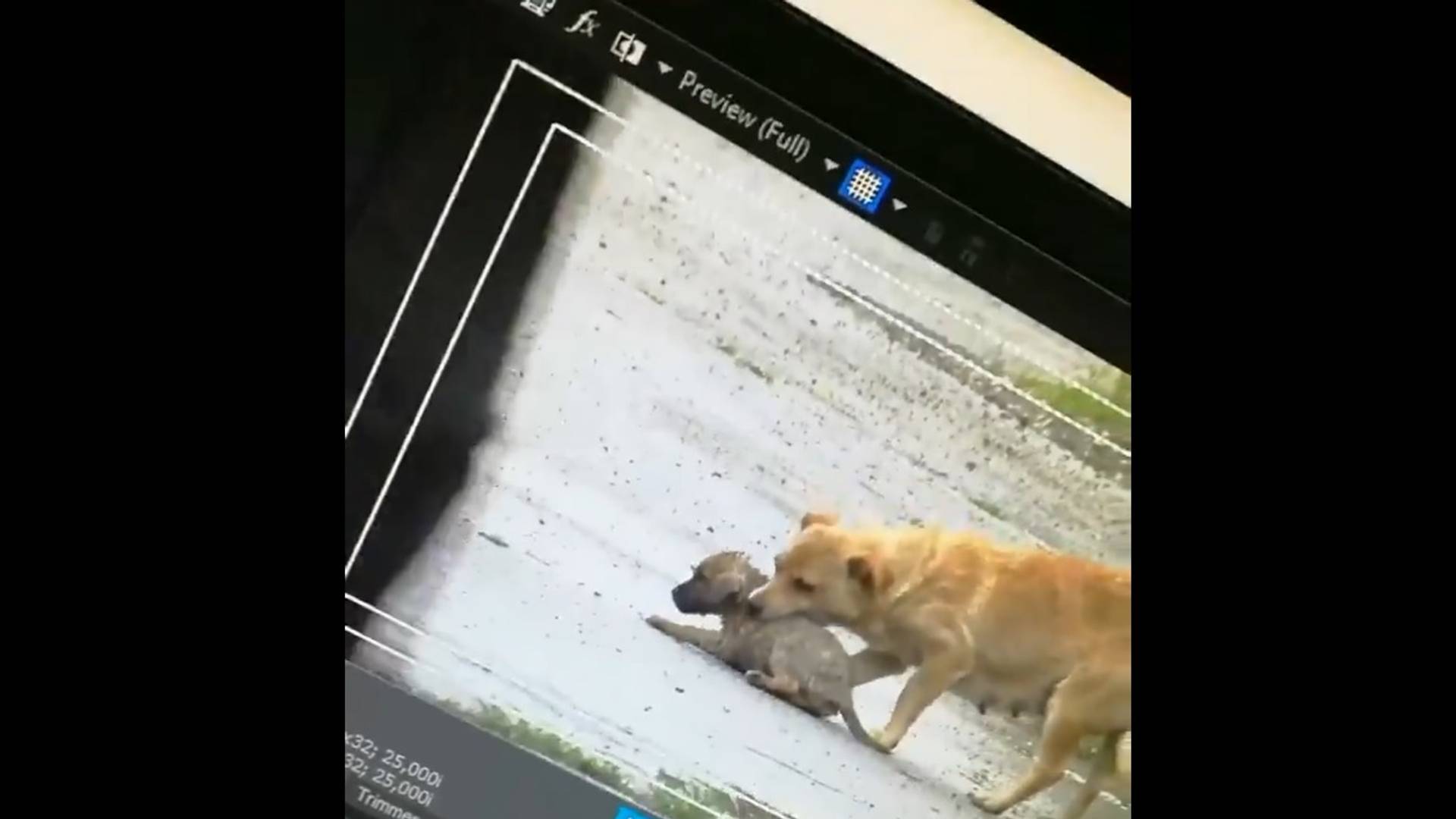 Pored svih strašnih slika poplava u Srbiji, jedna će vam vratiti nadu