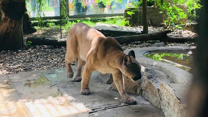  Puma trafiła do chorzowskiego zoo. Finał poszukiwań 