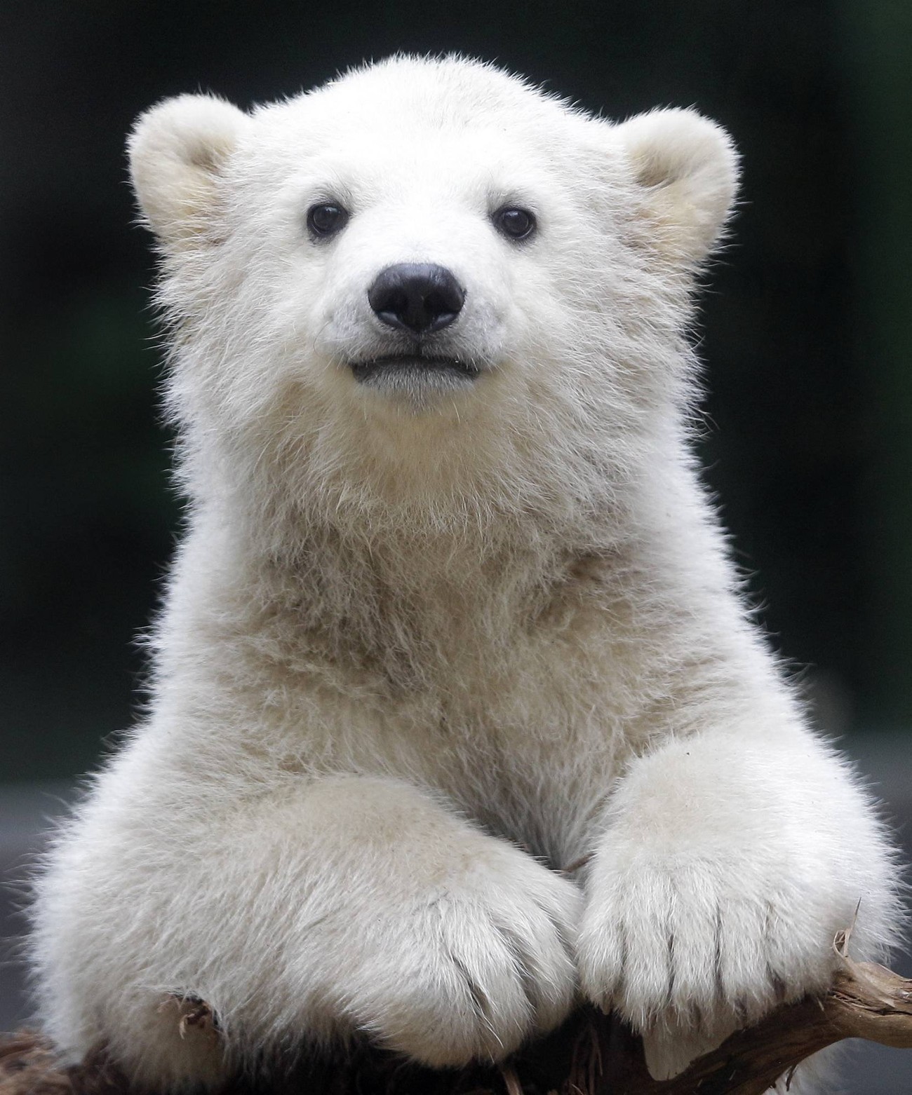 Cute bear. Белый Медвежонок. Милый медведь. Милый Медвежонок. Милые медвежата.