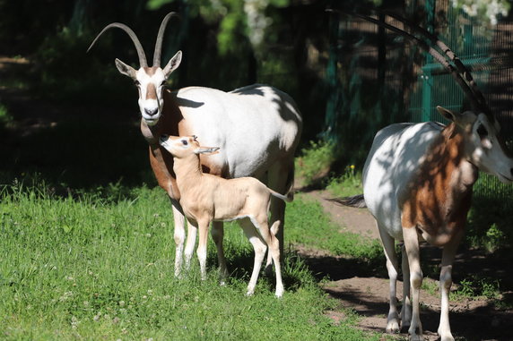 Młoda samica oryksa szablorogiego w gdańskim zoo