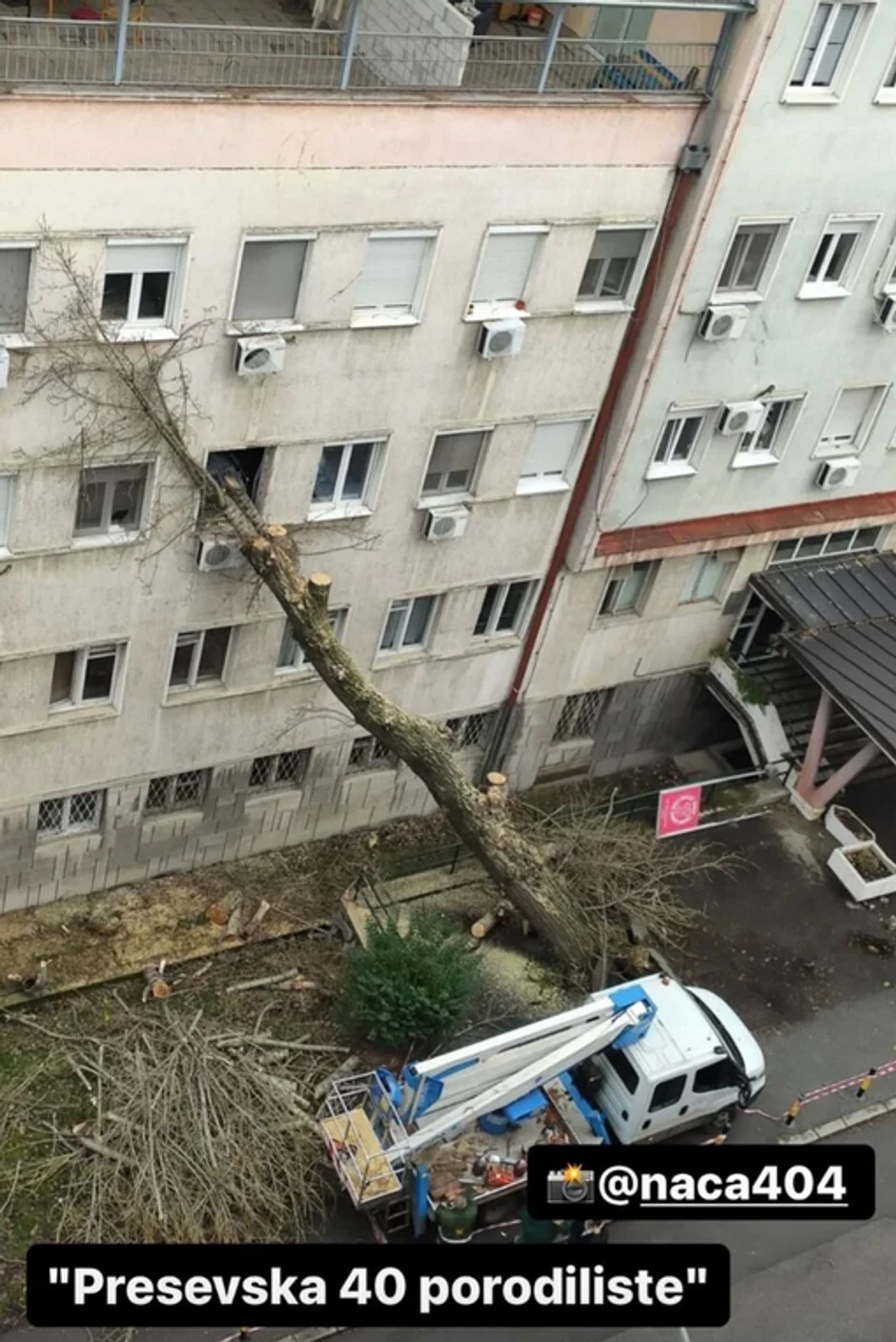 Drvo palo na KBC ZVezdara