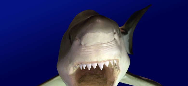 Rekiny atakują ludzi. Zginęła 15-latka
