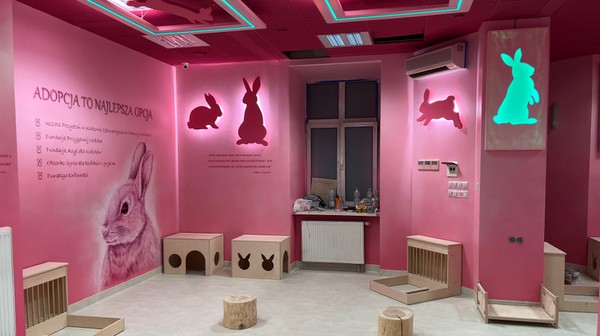 Bunny Cafe, w Krakowie powstała pierwsza królicza kawiarnia