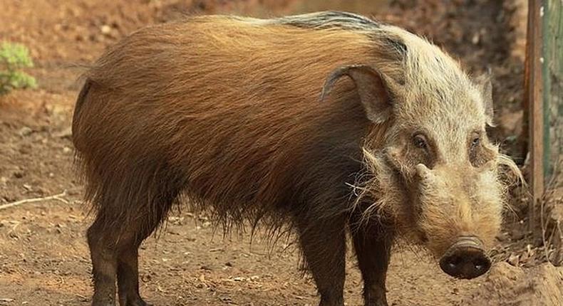 A Bush Pig (Illustration)