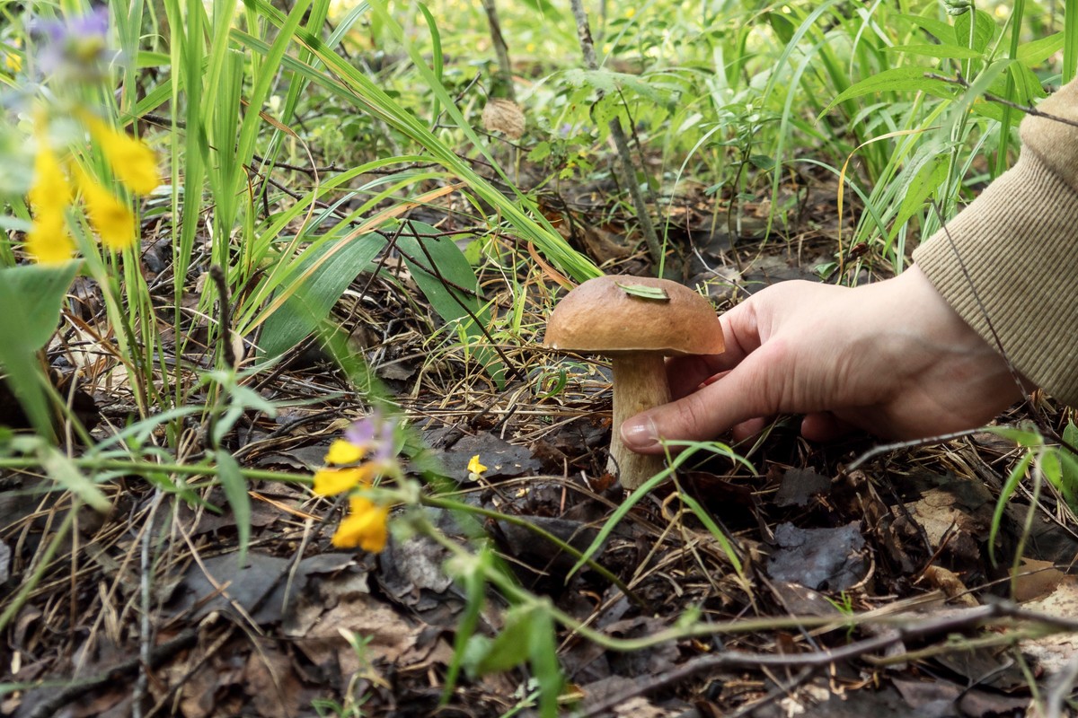 Grzybobranie z mandatem. choćby 5 tys. zł kary za wjazd do lasu
