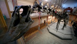 Dinozaur Dippy rozpoczyna tournee po kraju