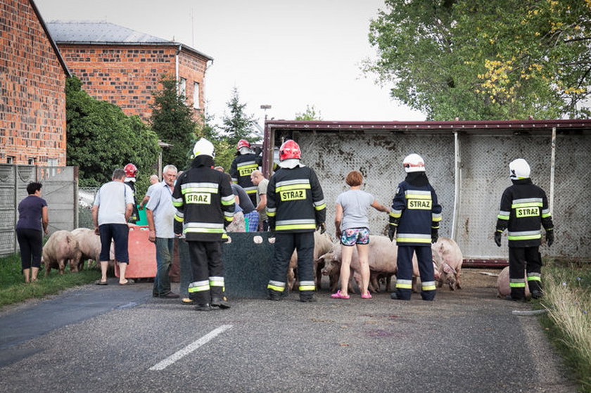 Strażacy ganiali świnie po wsi