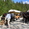 "Hybrydowe konie" nie sprawdziły się nad Morskim Okiem. Fiasko testu