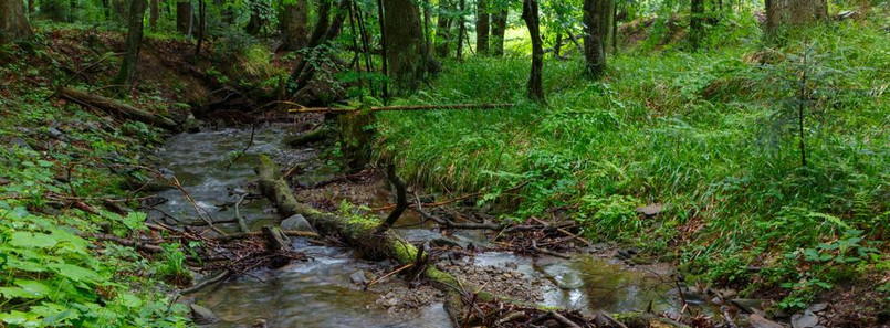 W związku z koronawirusem Lasy Państwowe wprowadzają tymczasowy zakaz wstępu do lasów - poinformowało Ministerstwo środowiska.