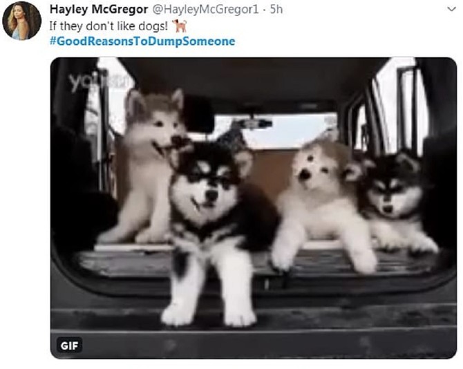 Kako to da neko ne voli pse, pitali su se neki
