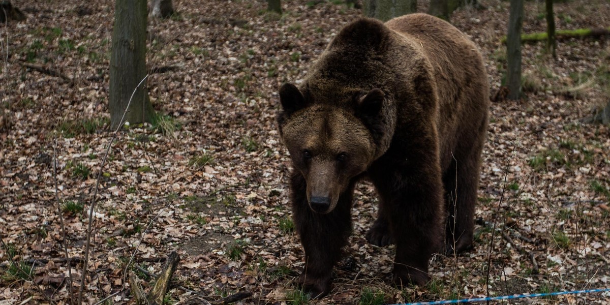 Niedźwiedziarnia w Nowym Zoo w Poznaniu będzie rozbudowana