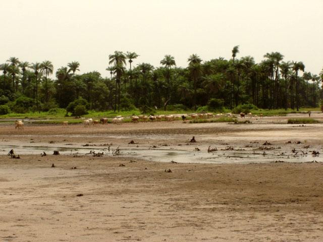 Galeria Gambia, obrazek 26