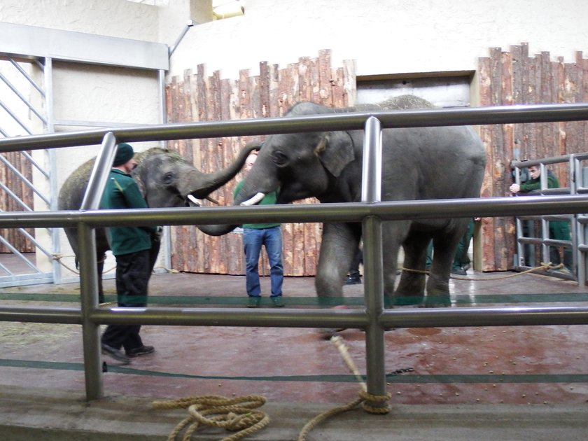 Nowe słonie w chorzowskim zoo