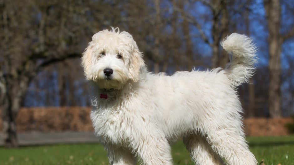 Labradoodle to jeden z najczęściej kradzionych psów - Mikkel Bigandt/stock.adobe.com