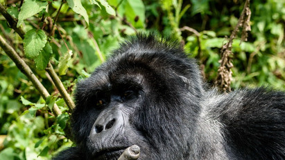"Kapjátok be mind" - Túl sok turista nézegette, a gorilla bemutatott nekik - Fotók