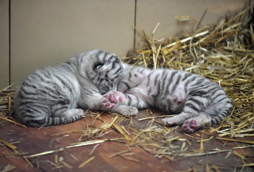 W ZOO Safari w Borysewie urodziły się kolejne tygryski