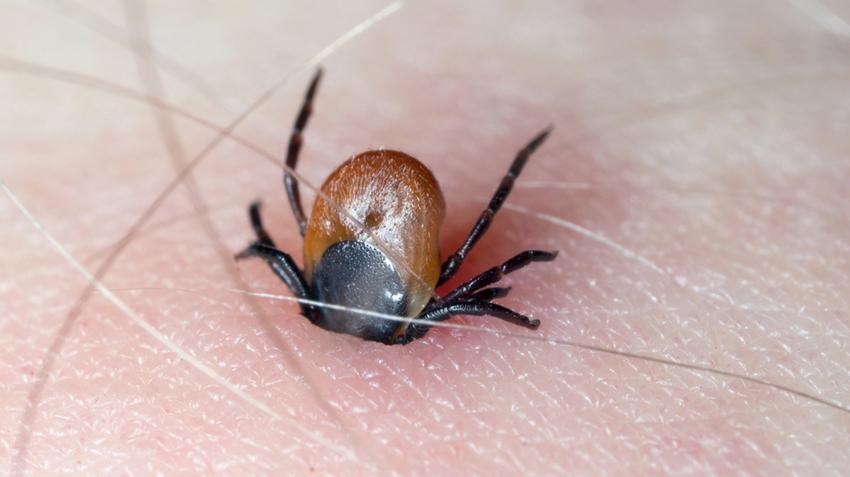 paraziták emberről emberre terjednek férgek lehetnek a hüvelyben