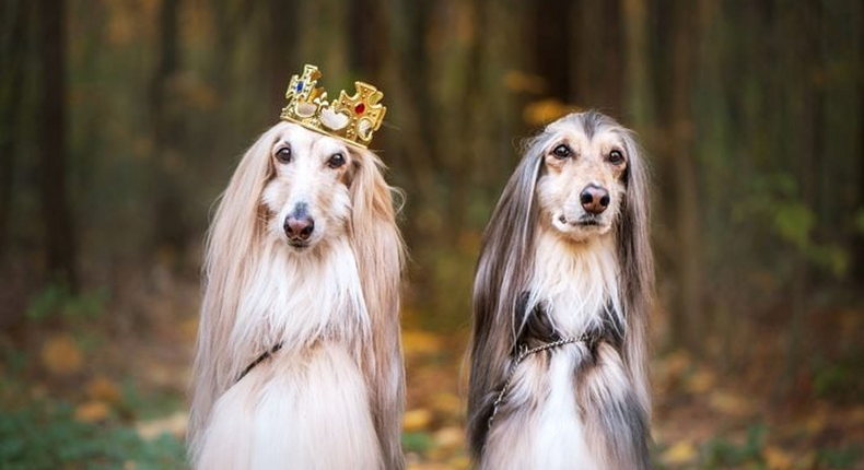 These expensive dog breeds cost millions [X.com]