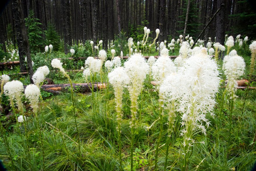 Indiańska trawa mydlana (Xerophyllum tenax)