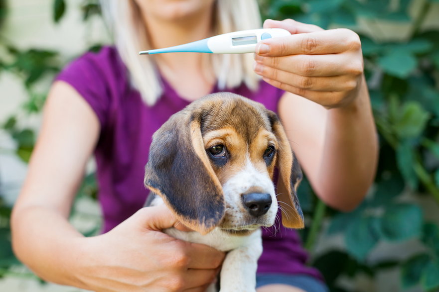 Wysoka temperatura u psa może zwiastować problemy ze zdrowiem pupila - Ocskay Mark/stock.adobe.com