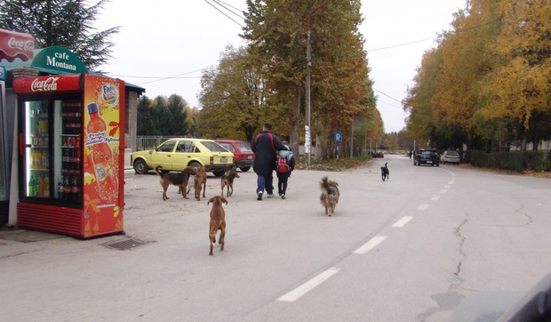 677995_cacak01-psi-lutalice-u-blizini-skole-vuk-karadzic-foto-v.---nikitovic-1