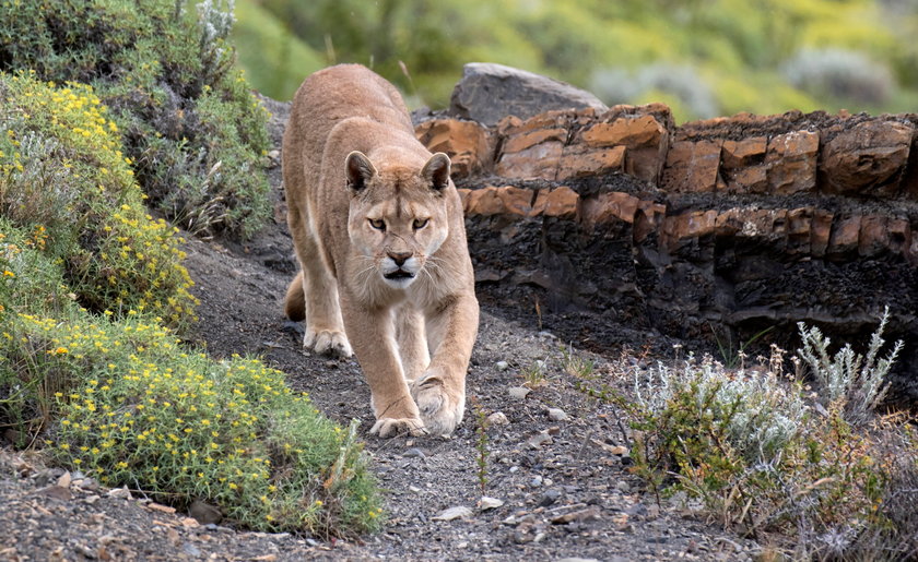 Kuguar - inaczej puma płowa lub lew górski - wyglądał na wychudzonego, ale i tak był dużo bardziej masywny niż drobna suczka