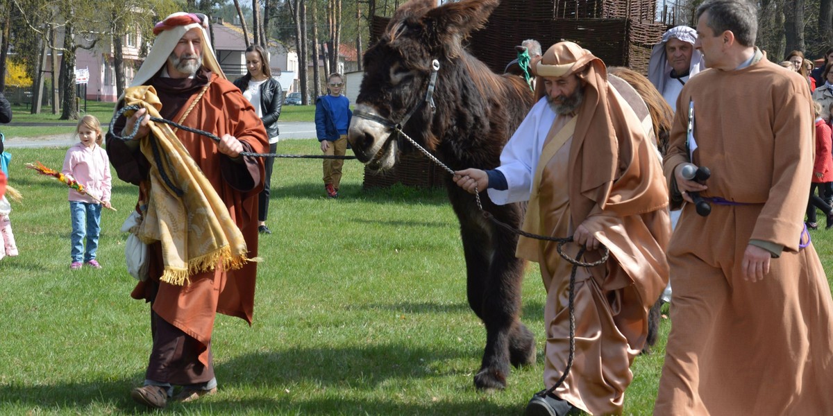 Zbuntowany osiołek w Rudniku nad Sanem