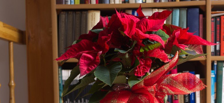 Gwiazda betlejemska: W tym miejscu nigdy jej nie stawiaj. Już jej potem nie odratujesz