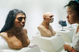 Homo erectus