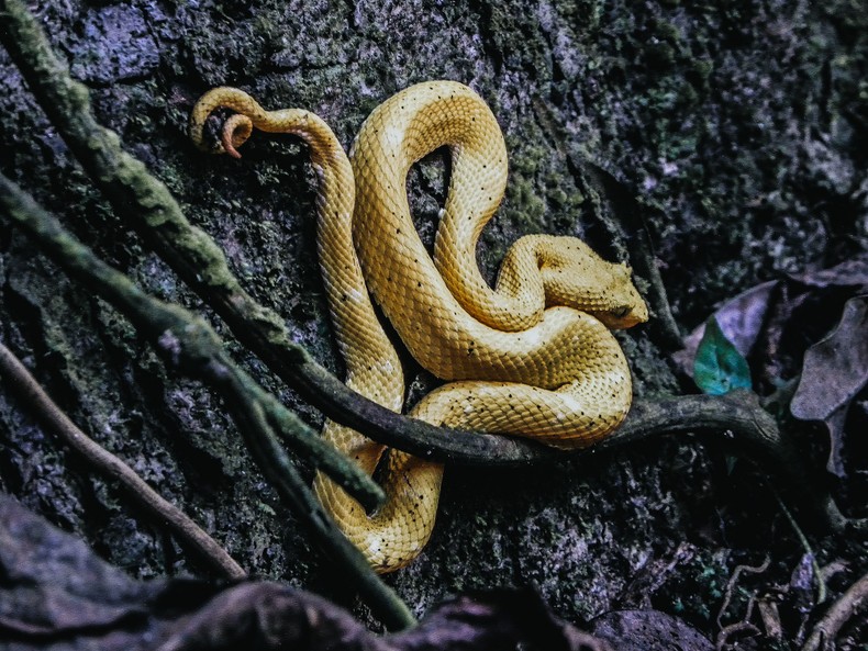 Snake Island, Brazil