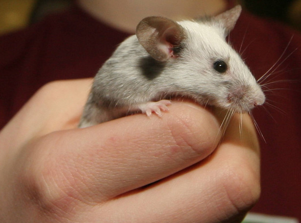 Myszy alkoholizm mają w genach