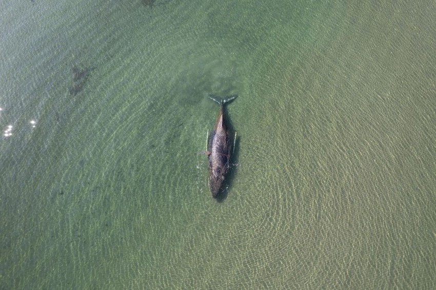Kit je bio veoma blizu obale | Foto: SEA SHEPHERD GERMANY/HANDOUT HANDOUT/EPA/Shutterstock