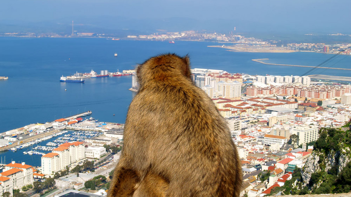 Słynnym małpom z Gibraltaru grozi przetrzebienie, bo terroryzują turystów w tej brytyjskiej kolonii.