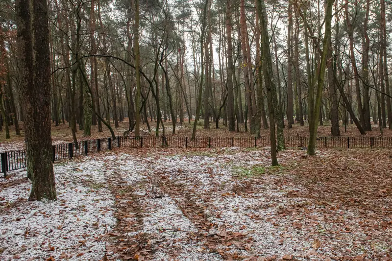 Las Pamięci na cmentarzu junikowskim w Poznaniu